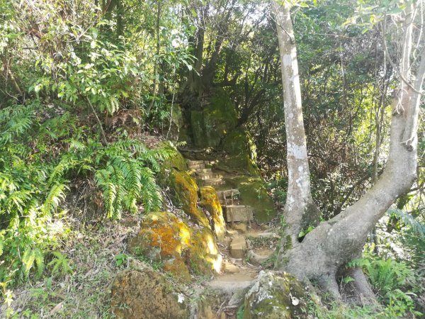 土城清水大尖山/朱財華紀念步道834004