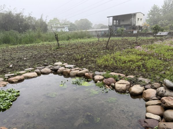 [樟之細路_第一大段RSA05] 2026_0329 石門大圳3027194