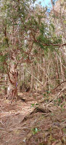 2025 3/1 三星山2723853