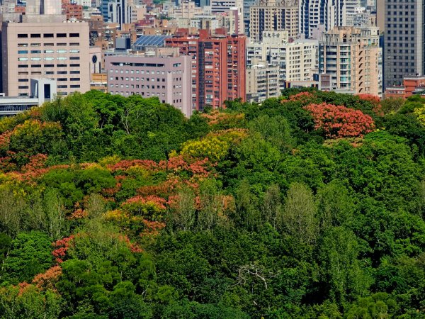 2025臺北大縱走第六段：中華科技大學至捷運麟光站2916586