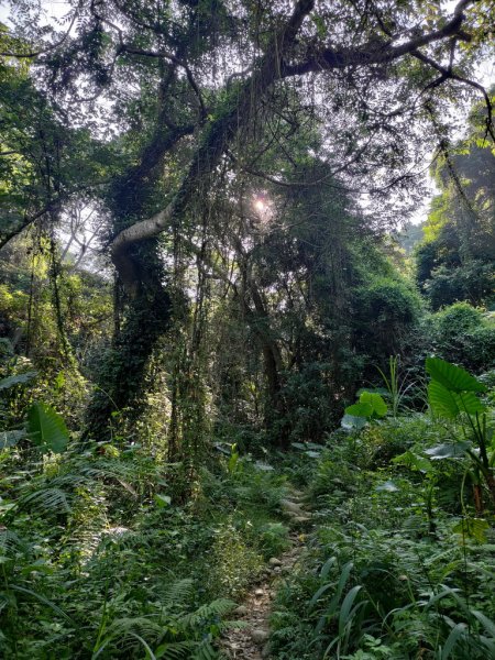 【新竹縣新埔鎮】飛龍步道2833121