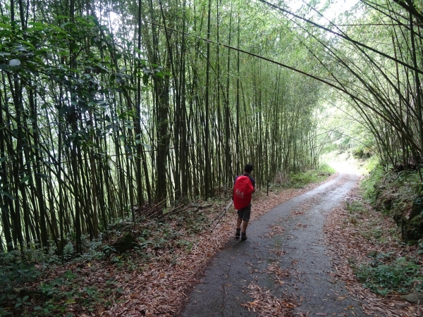 縱走雲霧密森 特富野46236