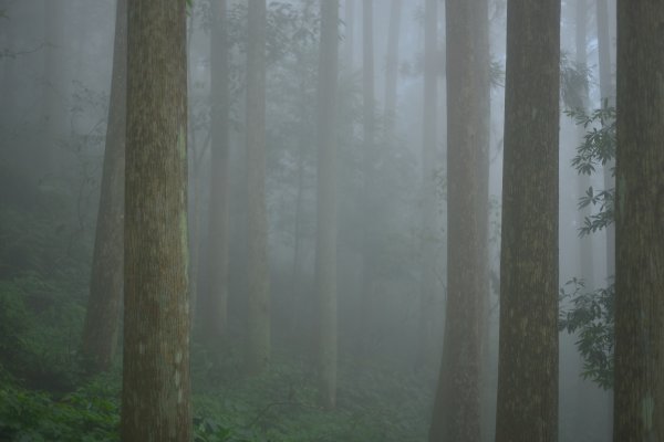 向天湖山步道 (大 O：含三角湖山、光天高山)2664936