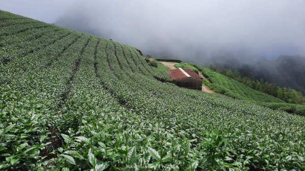 《嘉義》雲霧茶園｜雲嘉三加一連峰O繞202406082520290