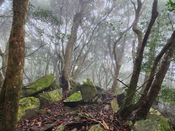 20230409那羅山、煤源山、大混山、道下山O型2141993