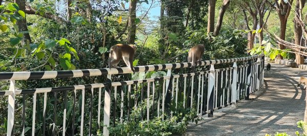 高雄壽山、半屏山2943039
