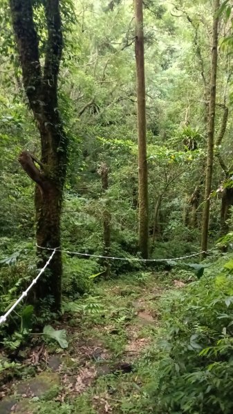 雙溪區溪尾寮古道-藤寮坑古道O型3114506