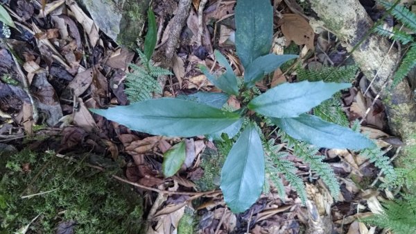 北坑山大板根東洗水山盡尾山東北峰2701695