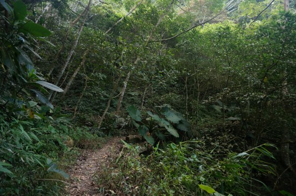 三腳南山登山步道2009927