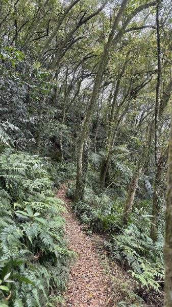 20250404銀河洞越嶺登山步道2752994