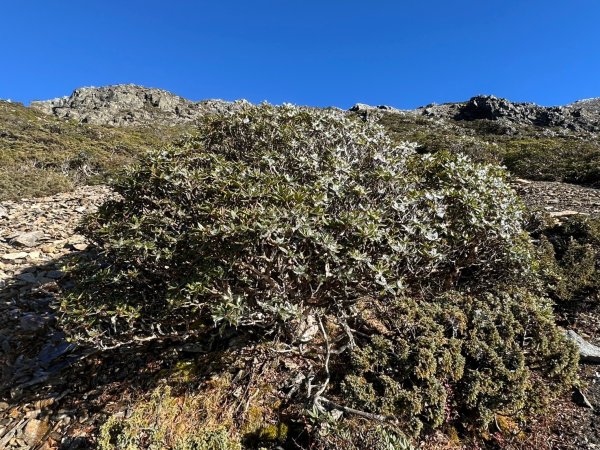 2024/12/20~12/22 帶76歲爸爸補考被山陀兒颱風趕下山~未竟的南玉山，2024完成玉山2675156