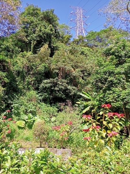 桃園大溪石門水庫楓林步道、齋明寺古道【南山神壽任務】1963940