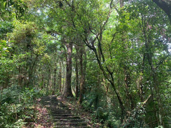 大崎棟古道、騎龍古道2772257