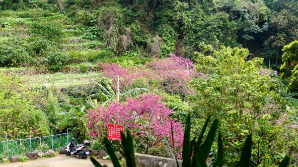 《西江月。竹子湖春》2721788