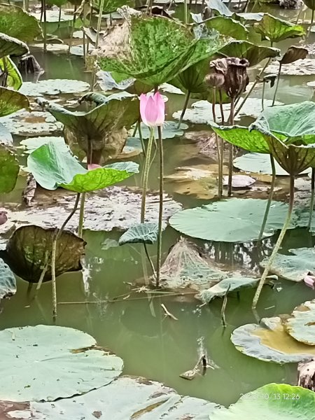 大湖公園、湖山六號公園、大港墘公園【走路趣尋寶、健康大穀東】2313190