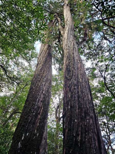 大雪山森林遊樂區森林浴步道2966015