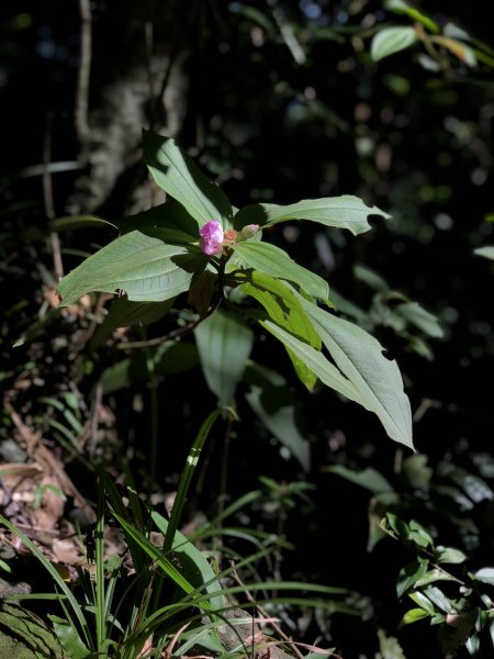 【淡蘭中路】全線連走(經泰平) | 是旅行也是修行1035262