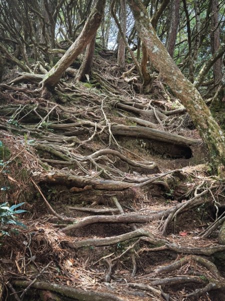 高島P型縱走-夢幻的杉林營地3012447