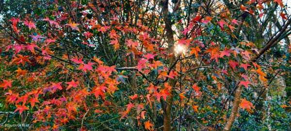 #花卉試驗中心 #永公路500巷 #平菁街42巷 #原住民公園 #士林官邸 1/42976574