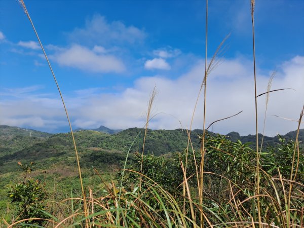 20240131瑞芳四秀：白象山→秀崎山→瑞芳山→龍潭山2443812