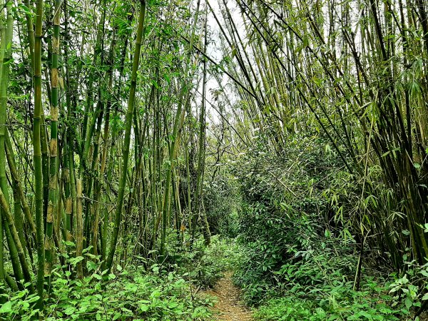 走遍陽明山：擎天崗系｜竹林小徑，遇見清幽潺潺溪流2096489