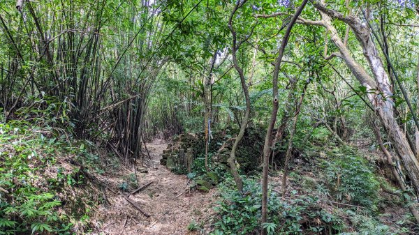 龜媽坑古道,雪山尾稜南段,草嶺古道2354628