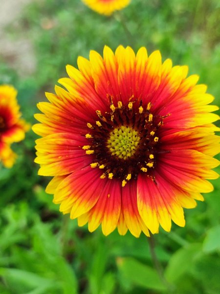 富貴角燈塔老梅綠石槽2781660