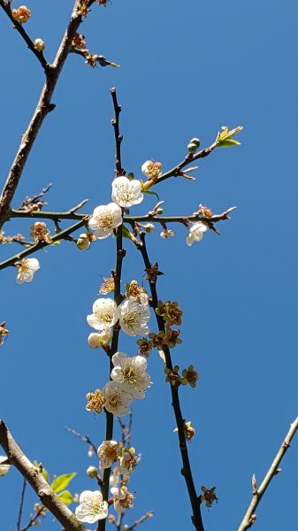 梅嶺 一線天 竹子尖山807374