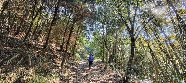 2025/01/30_白冷山步道2702101