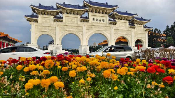 #虎山  #101大樓  #國父紀念館 #河津櫻 #中正紀念堂 2/193002654