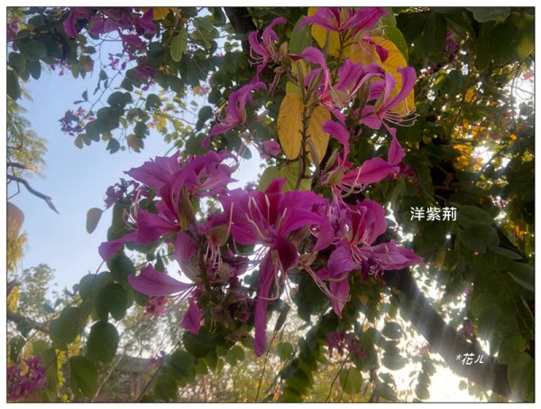 港坪運動公園 (嘉義市)3008872