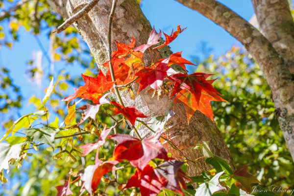 [苗栗]馬那邦山2355179