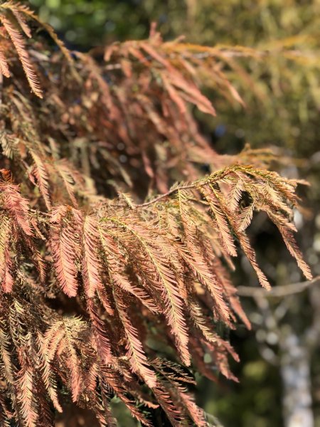 嘉義縣番路鄉二延平山1965533