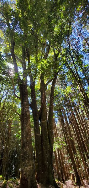 谷關七雄_新山馬崙山(八壯士來回)2353143