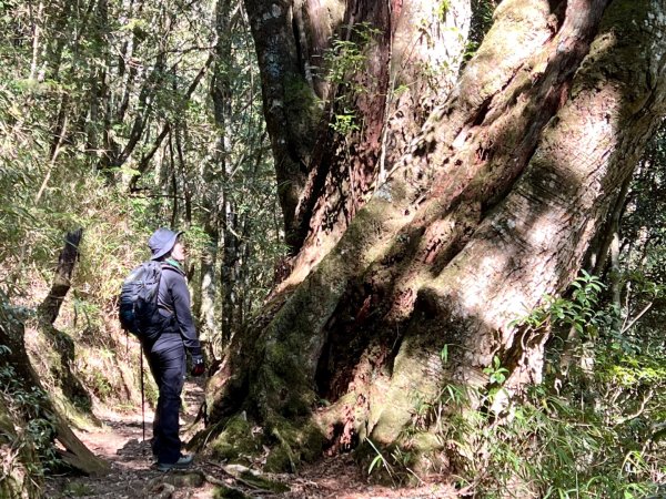 船型山環走大雪山210林道2978045