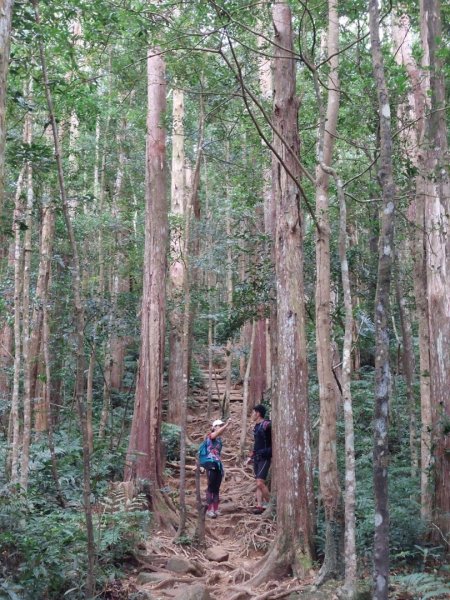 內鳥嘴山賞山毛櫸1532950