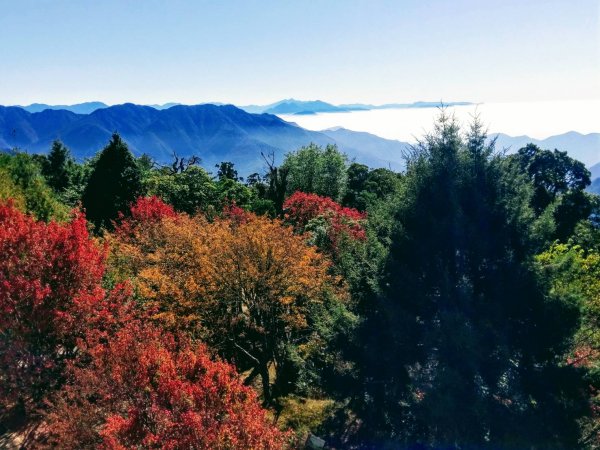 【走在台灣的脊樑上】森林浴漫步：大雪山森林步道