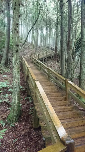 20180618 檜山巨木森林步道353605