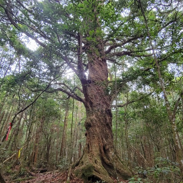 惠蓀林場小出山登山步道1854375