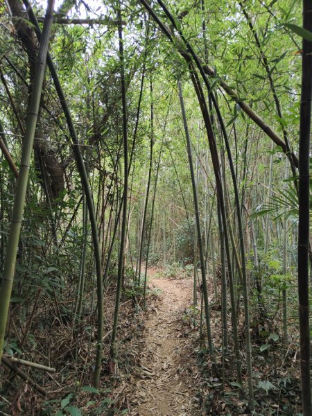 2024.04.14 倒別牛登中坑山飛鳳山O型2922826