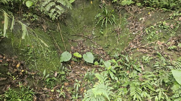 20250722三腦寮北峰-白雲里山-栳寮山(未果)-栳寮東峰2844079