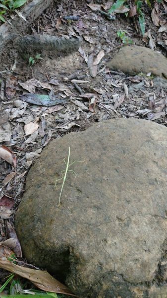 筆架連瘋（炙子頭山,筆架山,二格山）395185