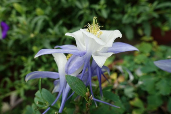 內雙溪自然中心藥用植物園1287946