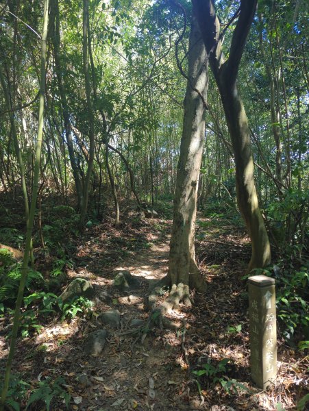 2025.10.18－微笑山線：【天上山系】望月亭桐花段2919570