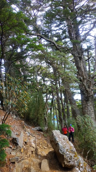 武陵四秀成兩袖(一秀加一宿)1142482