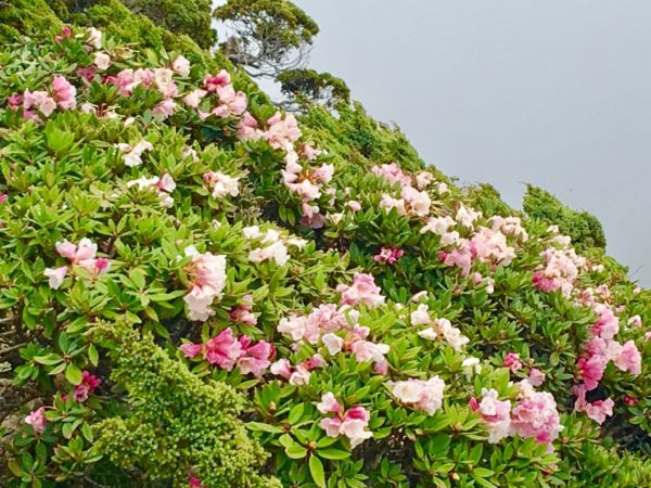1070512合歡東峰杜鵑花332558