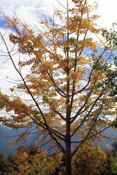 【南投~仁愛】清境農場賞銀杏落羽松楓紅1209041