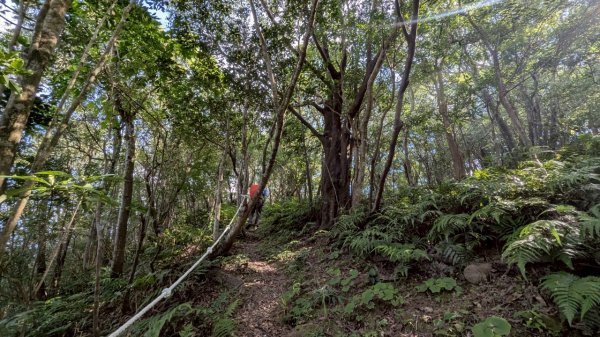 114.06.28內平林山-番子坑山-平湖森林遊樂區之O型2824271