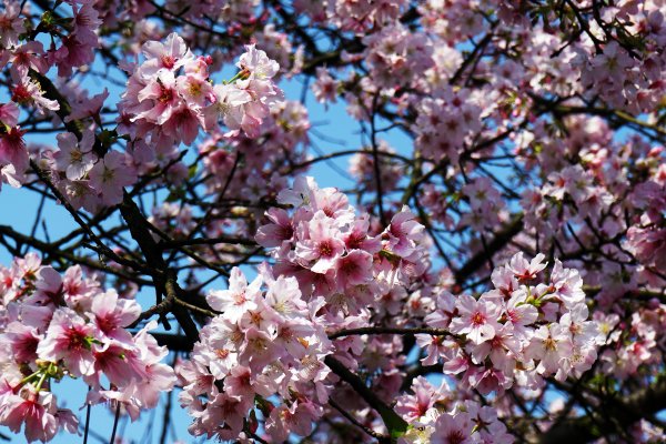 桃花源、三生的浪漫1642276