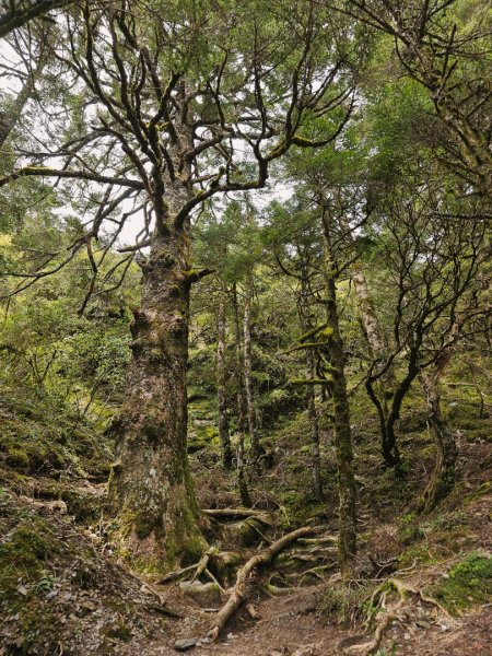 小奇萊步道-(南投)臺灣百大必訪步道2795662